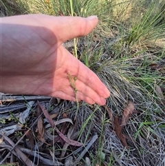 Bulbine bulbosa at Lake George, NSW - 20 Nov 2024 06:01 PM