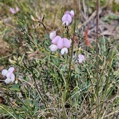 Lotus australis (Austral Trefoil) at Mount Clear, ACT - 20 Nov 2024 by BethanyDunne