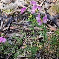 Lotus australis at Mount Clear, ACT - 20 Nov 2024