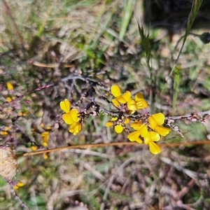 Bossiaea foliosa at Mount Clear, ACT - 20 Nov 2024