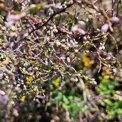 Bossiaea foliosa at Mount Clear, ACT - 20 Nov 2024