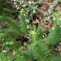 Stylidium laricifolium (Giant Triggerplant, Tree Triggerplant) at Twelve Mile Peg, NSW - 16 Nov 2024 by Clarel