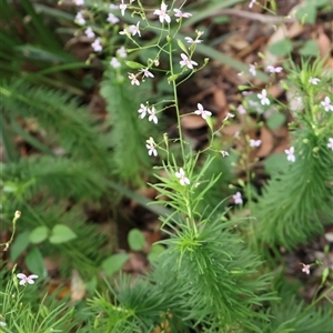 Stylidium laricifolium at Twelve Mile Peg, NSW - 16 Nov 2024