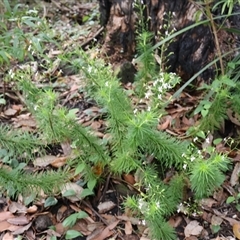 Stylidium laricifolium at Twelve Mile Peg, NSW - 16 Nov 2024 01:32 PM