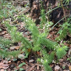 Stylidium laricifolium at Twelve Mile Peg, NSW - 16 Nov 2024