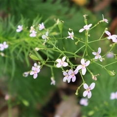 Stylidium laricifolium at Twelve Mile Peg, NSW - 16 Nov 2024