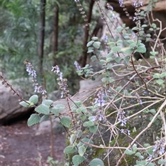 Unidentified Other Wildflower or Herb at Twelve Mile Peg, NSW - 16 Nov 2024 by Clarel