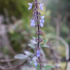 Coleus australis at Twelve Mile Peg, NSW - 16 Nov 2024 01:29 PM