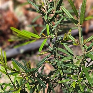 Hovea asperifolia subsp. asperifolia at Cotter River, ACT - 19 Nov 2024