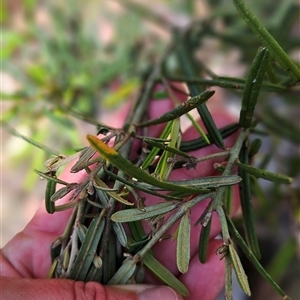 Hovea asperifolia subsp. asperifolia at Cotter River, ACT - 19 Nov 2024