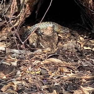 Egernia cunninghami (Cunningham's Skink) at Watson, ACT by SteveBorkowskis