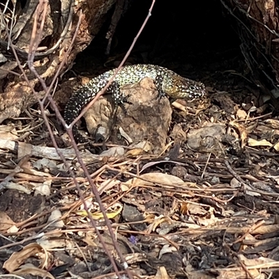 Egernia cunninghami (Cunningham's Skink) at Watson, ACT - 20 Nov 2024 by SteveBorkowskis