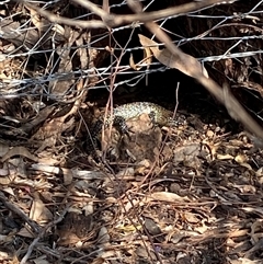 Egernia cunninghami at Watson, ACT - suppressed