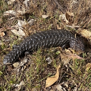 Tiliqua rugosa at Campbell, ACT - suppressed