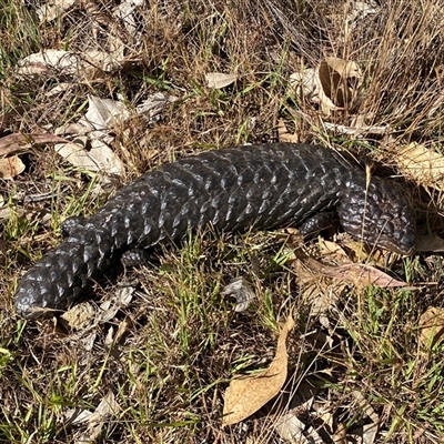 Tiliqua rugosa (Shingleback Lizard) at Campbell, ACT - 20 Nov 2024 by SteveBorkowskis