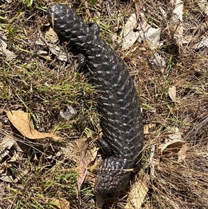 Tiliqua rugosa at Campbell, ACT - suppressed