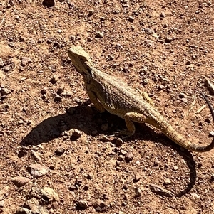 Pogona barbata at Ainslie, ACT - suppressed