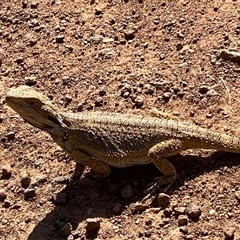 Pogona barbata at Ainslie, ACT - suppressed