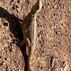 Pogona barbata at Ainslie, ACT - suppressed