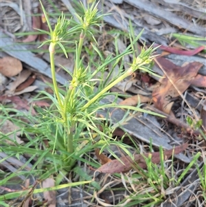 Eryngium ovinum at Lake George, NSW - 20 Nov 2024