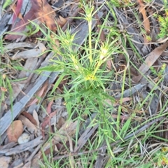 Eryngium ovinum at Lake George, NSW - 20 Nov 2024