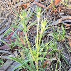 Eryngium ovinum at Lake George, NSW - 20 Nov 2024 06:21 PM