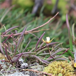 Dockrillia striolata (Streaked Rock Orchid) at Twelve Mile Peg, NSW by Clarel