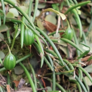 Dockrillia striolata at Twelve Mile Peg, NSW - suppressed