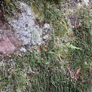 Dockrillia striolata at Twelve Mile Peg, NSW - 16 Nov 2024