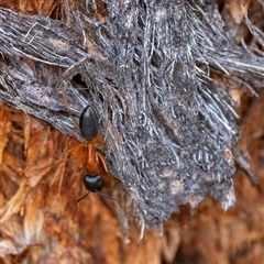 Camponotus consobrinus (Banded sugar ant) at Denman Prospect, ACT - 26 Oct 2024 by KarinNeufeld