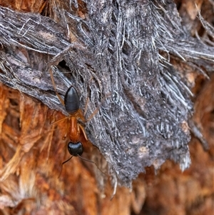 Camponotus consobrinus at Denman Prospect, ACT - 27 Oct 2024