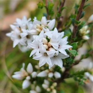 Epacris breviflora at Tinderry, NSW - 20 Nov 2024