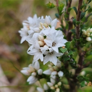 Epacris breviflora at Tinderry, NSW - 20 Nov 2024