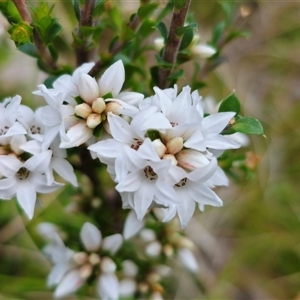 Epacris breviflora at Tinderry, NSW - 20 Nov 2024