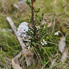 Epacris breviflora at Tinderry, NSW - 20 Nov 2024 04:14 PM