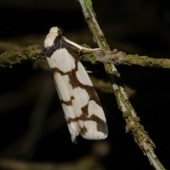 Chiriphe dichotoma (Reticulated Footman) at Freshwater Creek, VIC - 12 Nov 2024 by WendyEM