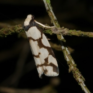 Chiriphe dichotoma (Reticulated Footman) at Freshwater Creek, VIC by WendyEM