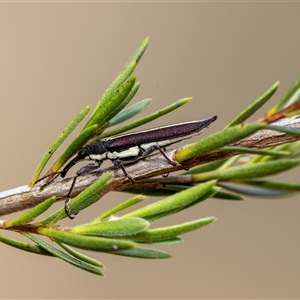 Rhinotia sp. (genus) at Denman Prospect, ACT - 27 Oct 2024