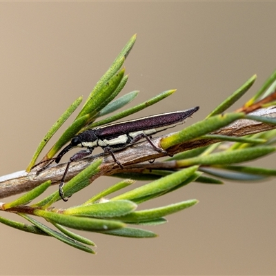 Rhinotia sp. (genus) at Denman Prospect, ACT - 26 Oct 2024 by KarinNeufeld