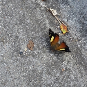 Vanessa itea (Yellow Admiral) at Goulburn, NSW by clarehoneydove