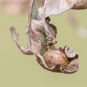 Unidentified Beetle (Coleoptera) at Denman Prospect, ACT by KarinNeufeld