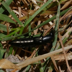 Thyreocephalus sp. (genus) at Freshwater Creek, VIC by WendyEM