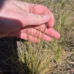 Nassella trichotoma at Lake George, NSW - 20 Nov 2024