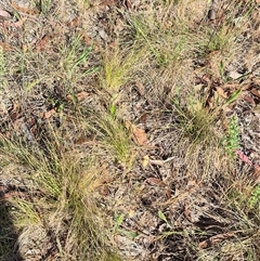 Nassella trichotoma at Lake George, NSW - 20 Nov 2024