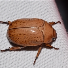 Anoplognathus pallidicollis (Cashew beetle) at Jerrabomberra, NSW - 20 Nov 2024 by DianneClarke