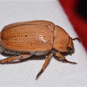 Anoplognathus pallidicollis at Jerrabomberra, NSW - suppressed