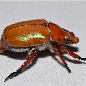 Anoplognathus montanus at Jerrabomberra, NSW - 20 Nov 2024