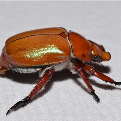 Anoplognathus montanus (Montane Christmas beetle) at Jerrabomberra, NSW - 20 Nov 2024 by DianneClarke