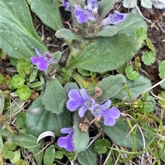 Ajuga australis (Austral Bugle) at Tinderry, NSW - 20 Nov 2024 by JaneR