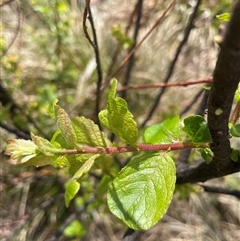 Salix sp. at Cotter River, ACT - 20 Nov 2024 by nathkay